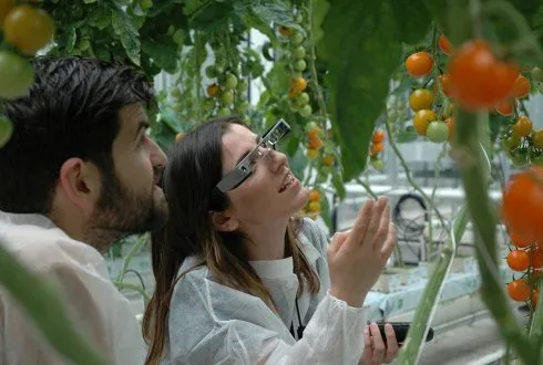 Plant scientists in Wageningen using AR glasses among tomato plants